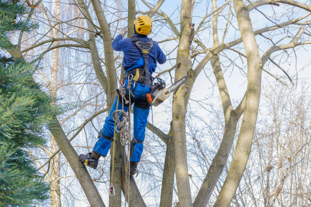 Professional Tree Services in Sardis, MS